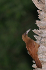 Cinnamon-throated Woodcreeper